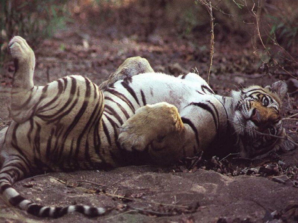 ANIMAUX SAUVAGES - Page 3